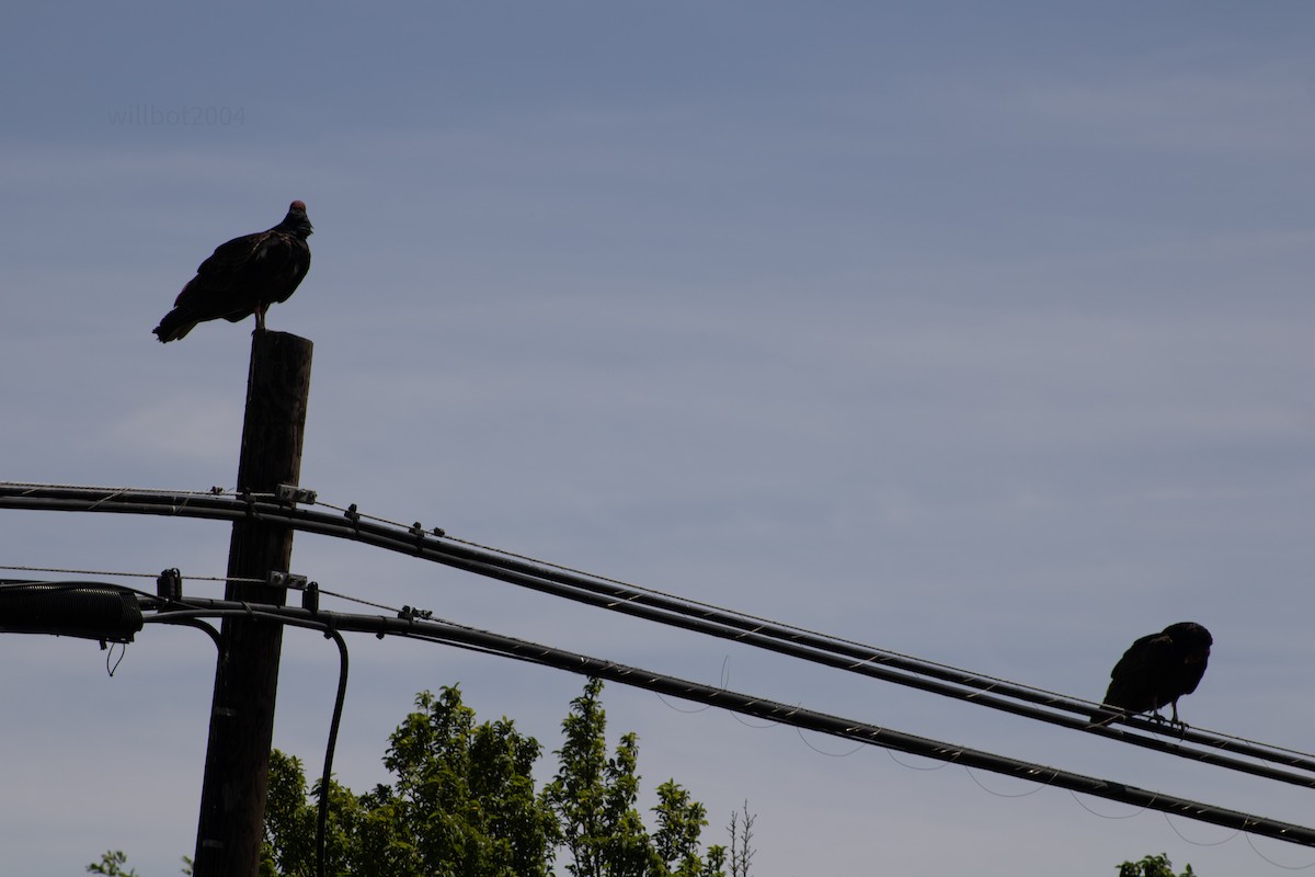 Turkey Vulture - ML639988186