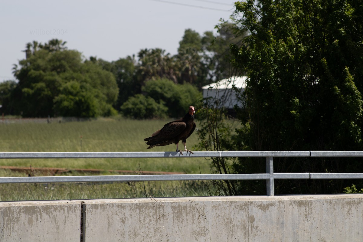 Turkey Vulture - ML639988187