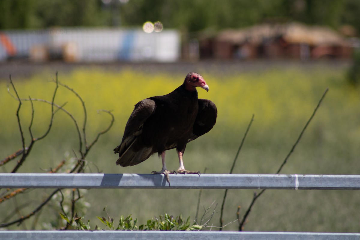 Turkey Vulture - ML639988188