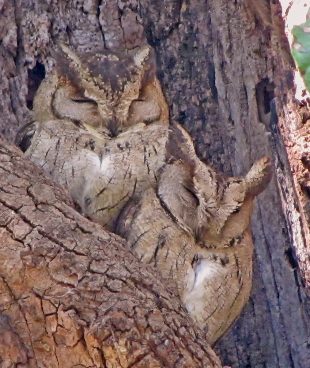 Indian Scops-Owl - ML639988205