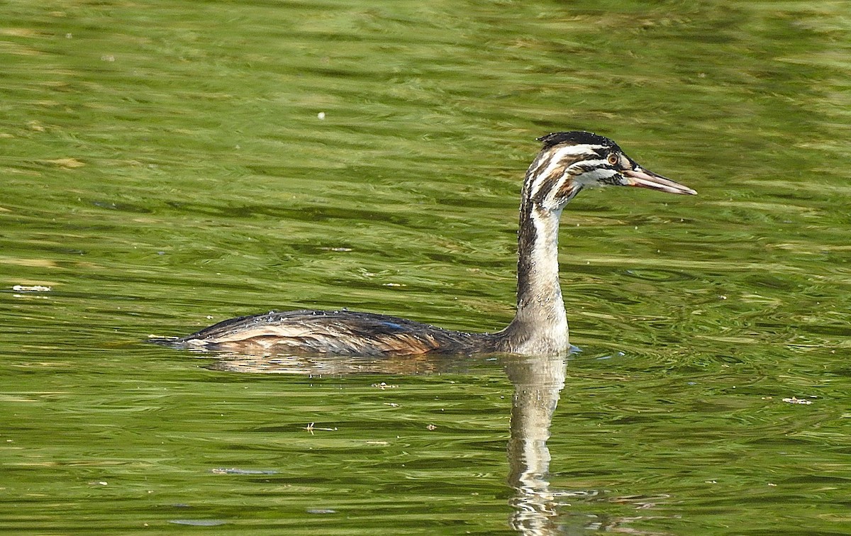 Great Crested Grebe - ML639988333