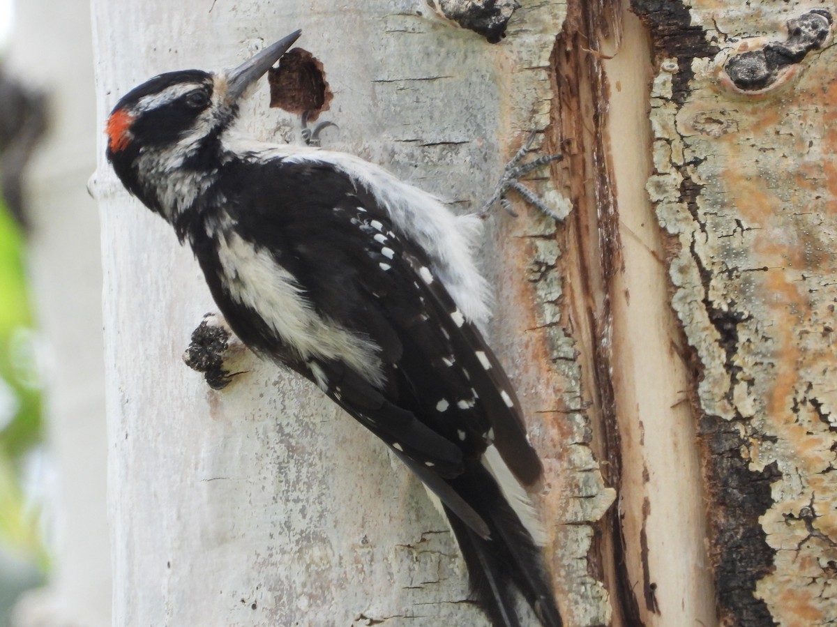 Hairy Woodpecker - ML639988334