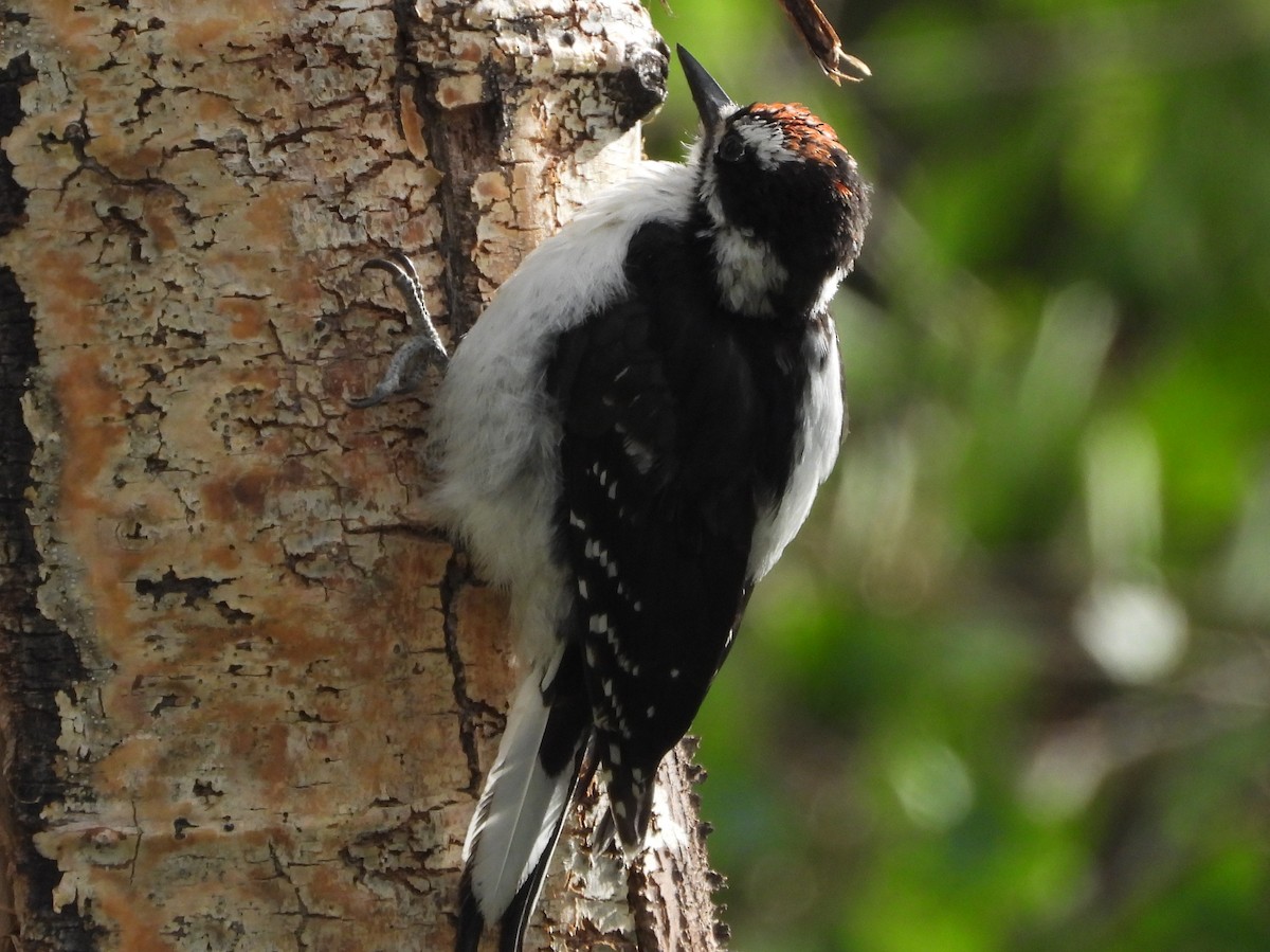 Hairy Woodpecker - ML639988335