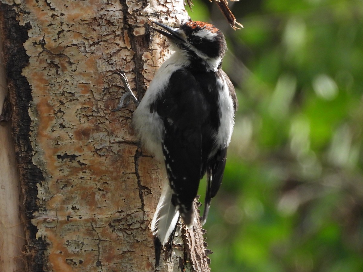 Hairy Woodpecker - ML639988336