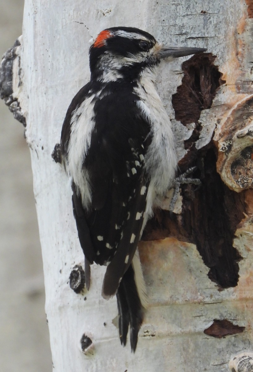 Hairy Woodpecker - ML639988351