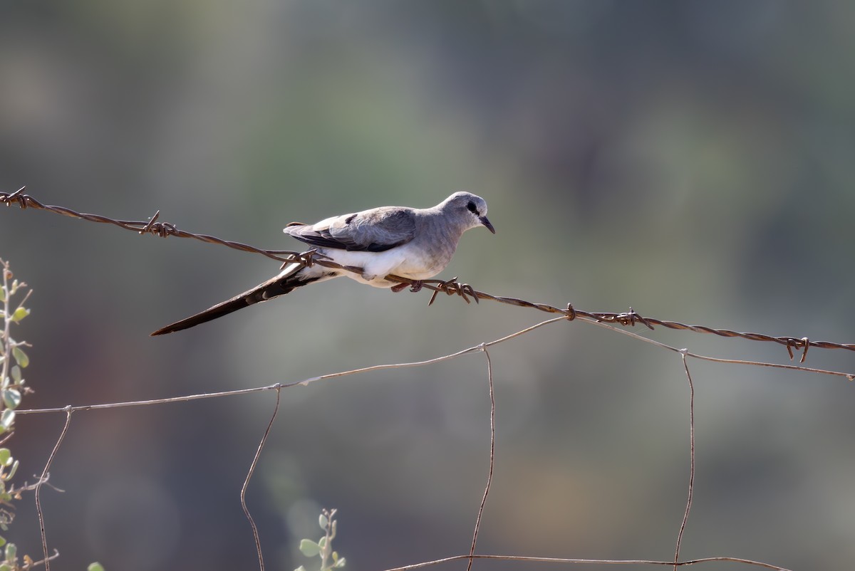 Namaqua Dove - ML639988374