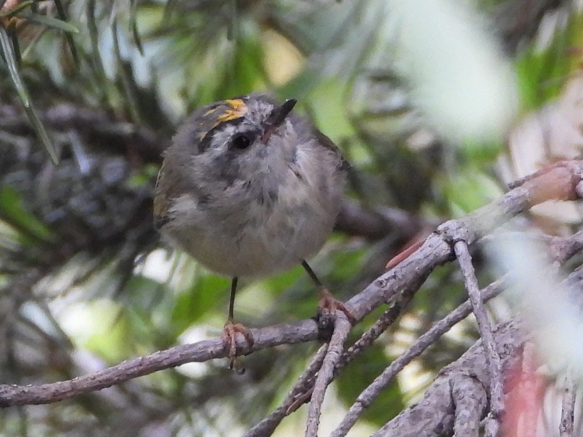 Golden-crowned Kinglet - ML639988397