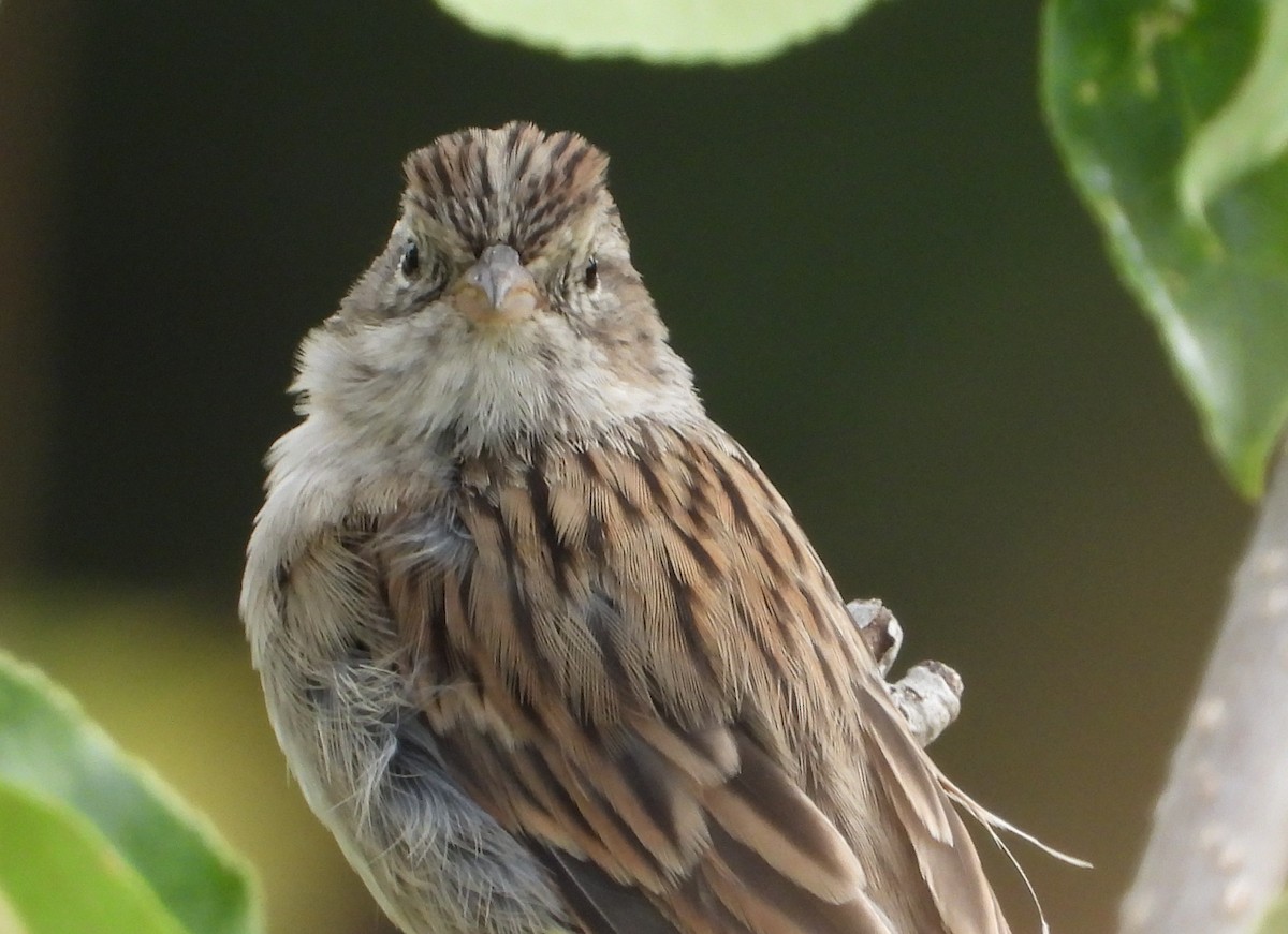 Brewer's Sparrow - ML639988421