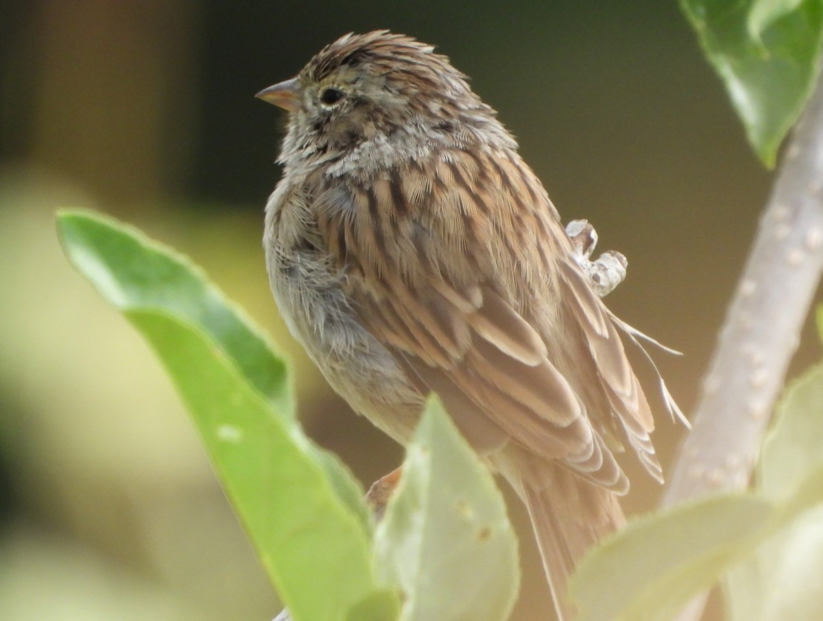 Brewer's Sparrow - ML639988429