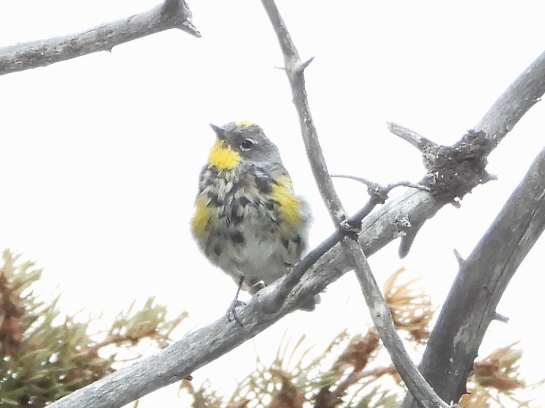 Yellow-rumped Warbler - ML639988443