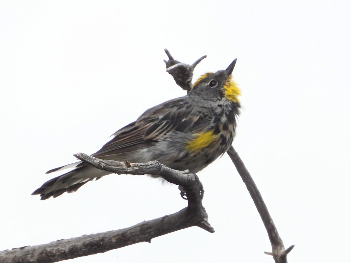 Yellow-rumped Warbler - ML639988444