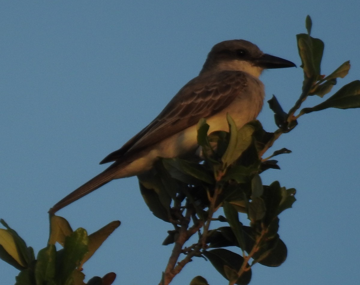 Gray Kingbird - ML639988550