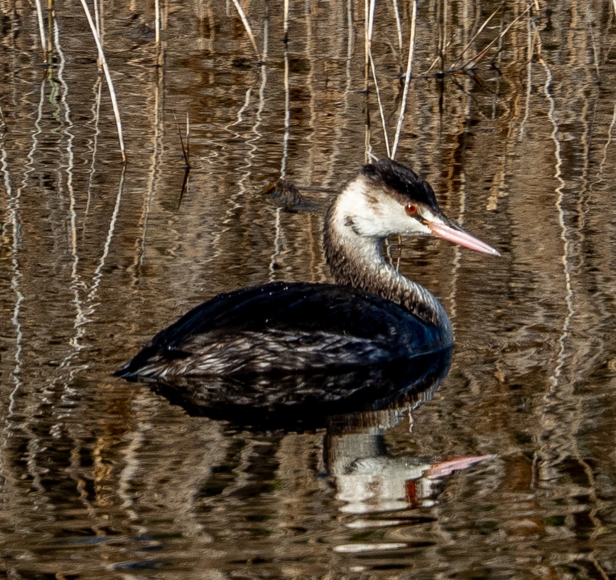 Great Crested Grebe - ML639988553