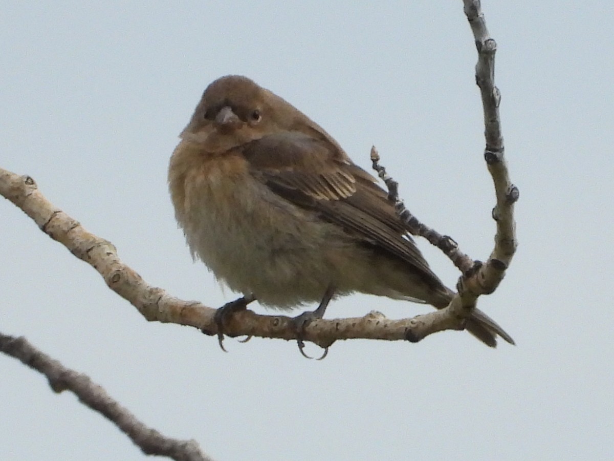 Lazuli Bunting - ML639988561