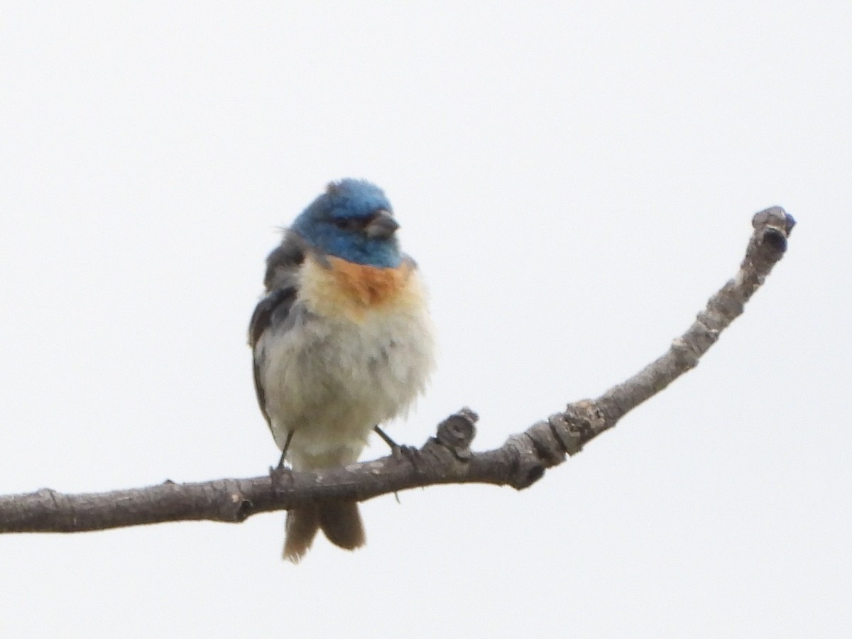 Lazuli Bunting - ML639988562