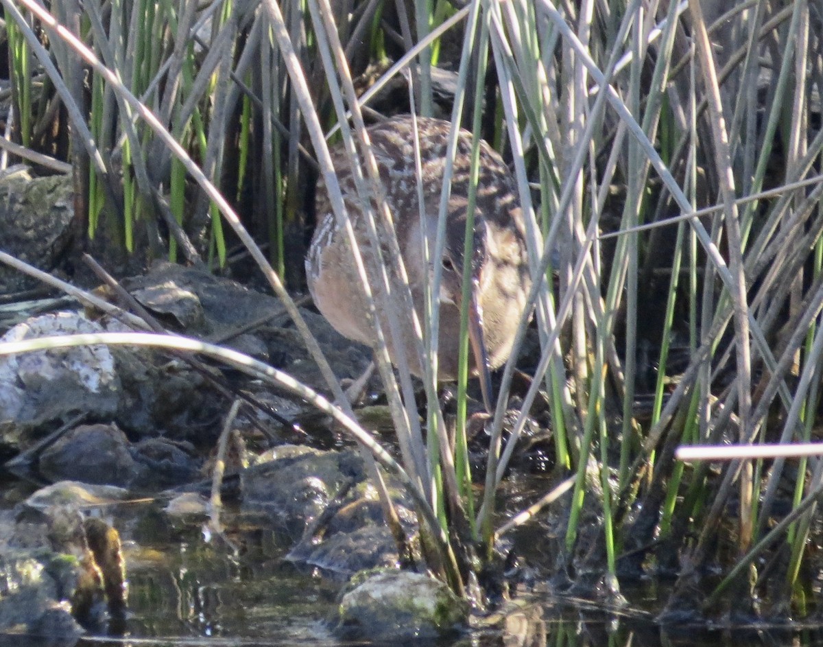 Clapper Rail - ML639988577