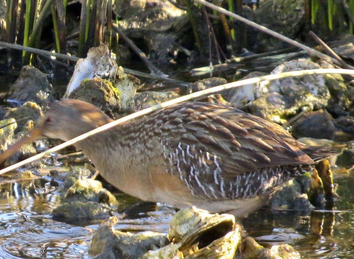 Clapper Rail - ML639988578