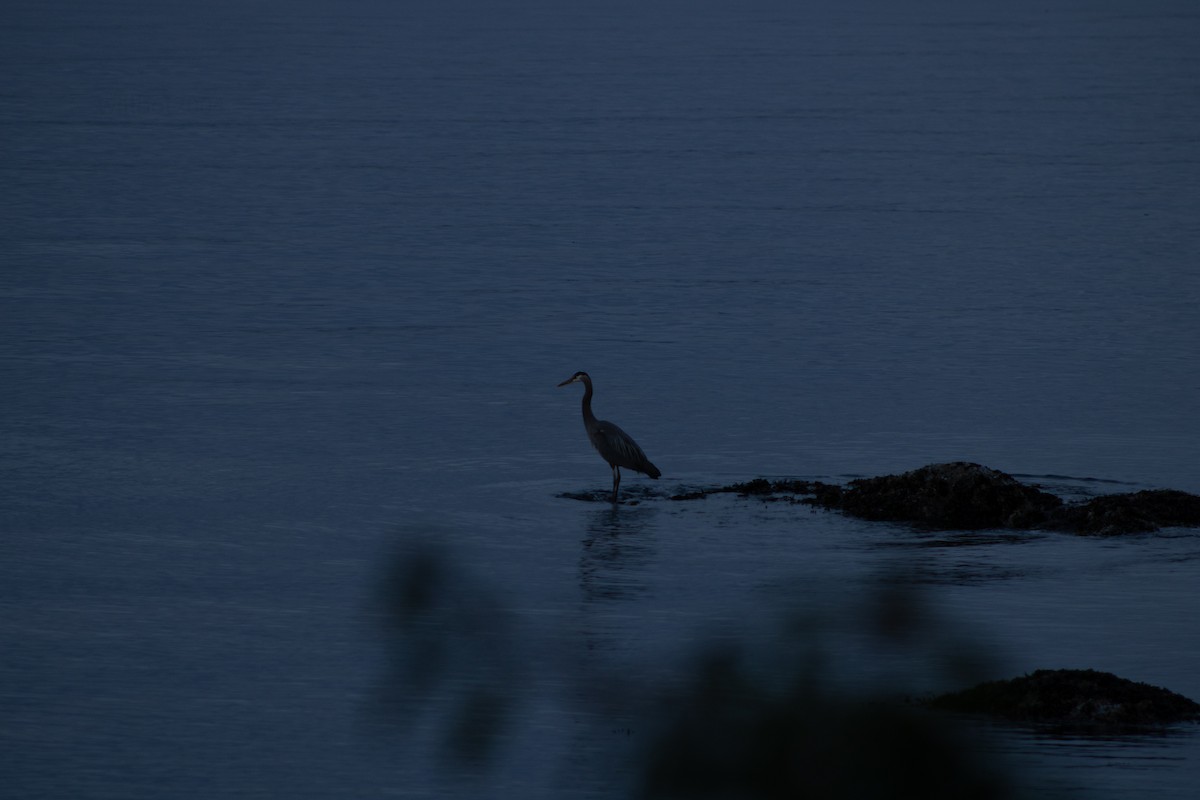 Great Blue Heron - ML639988579