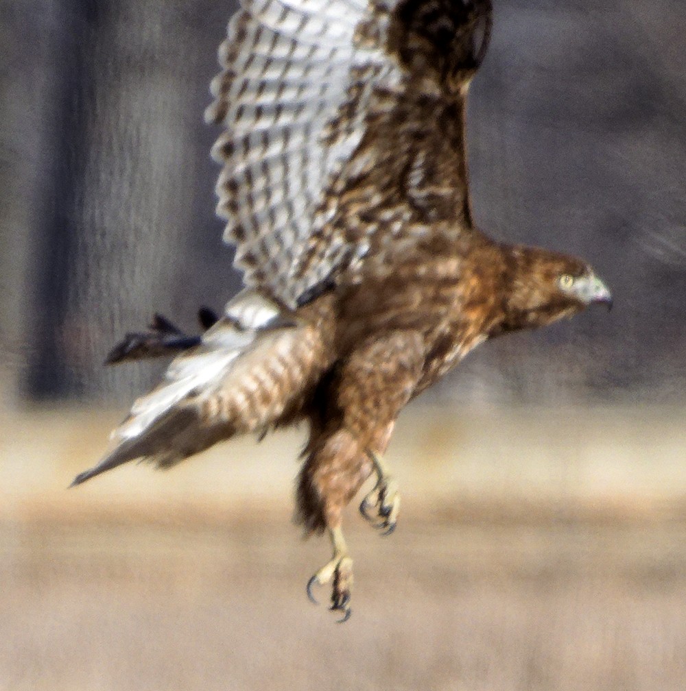 Red-tailed Hawk (calurus/abieticola) - ML639988611