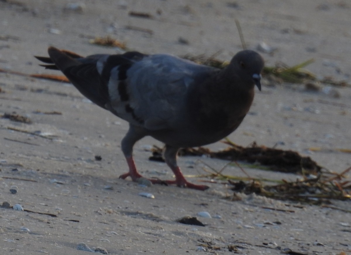 Rock Pigeon (Feral Pigeon) - ML639988616