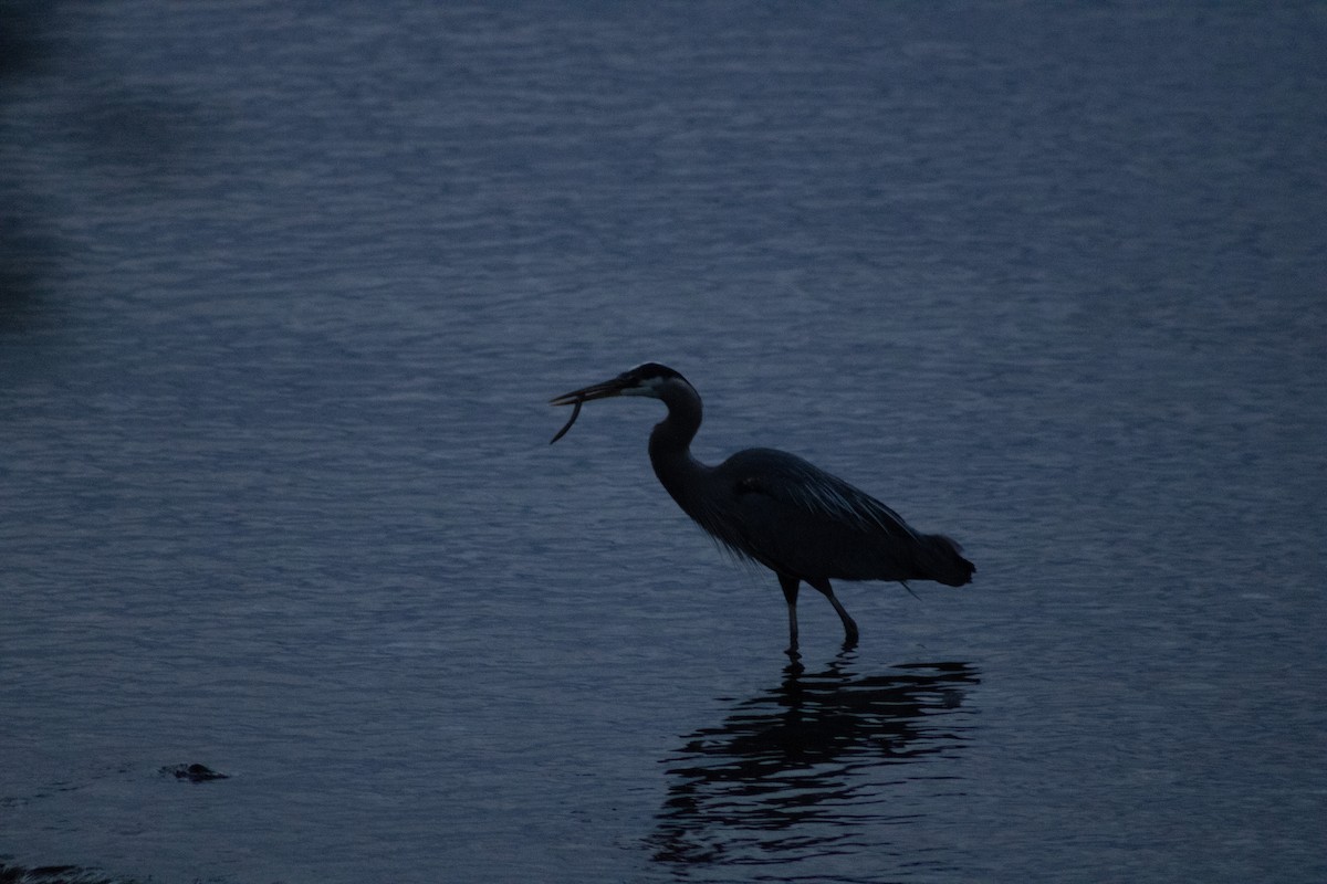 Great Blue Heron - ML639988628