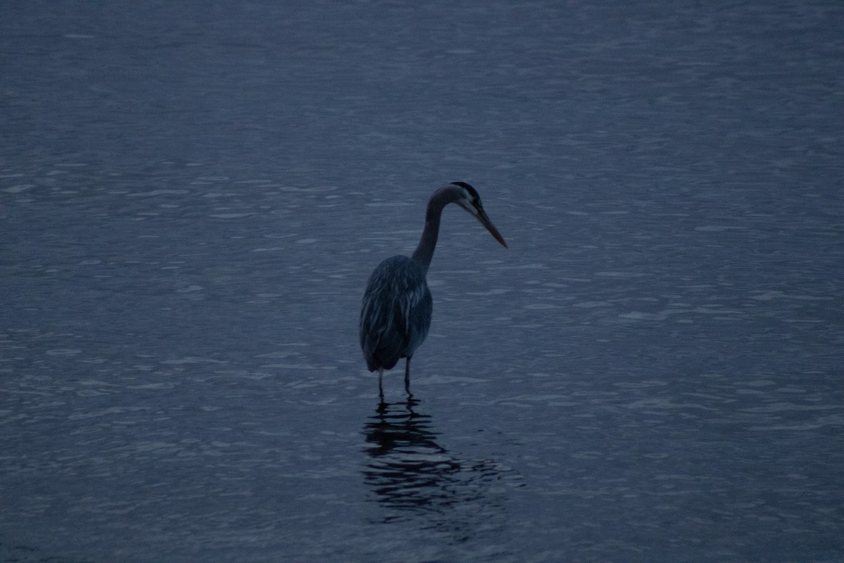 Great Blue Heron - ML639988629