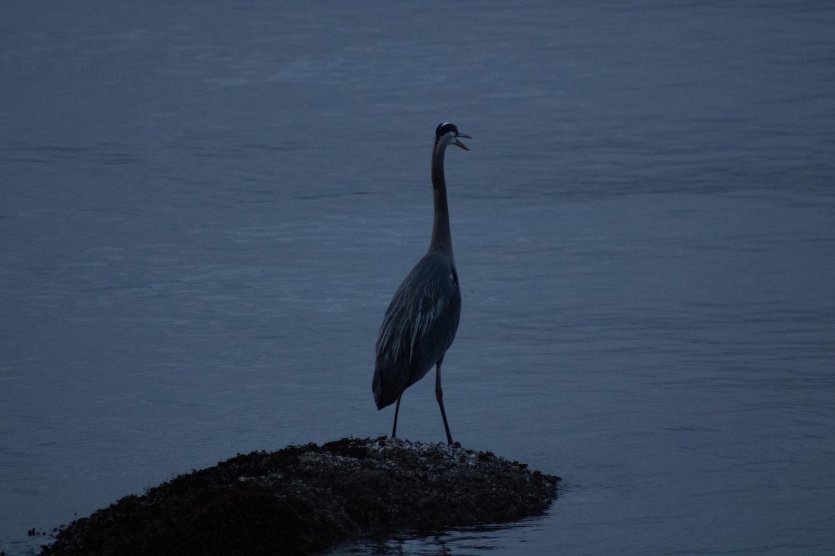 Great Blue Heron - ML639988630