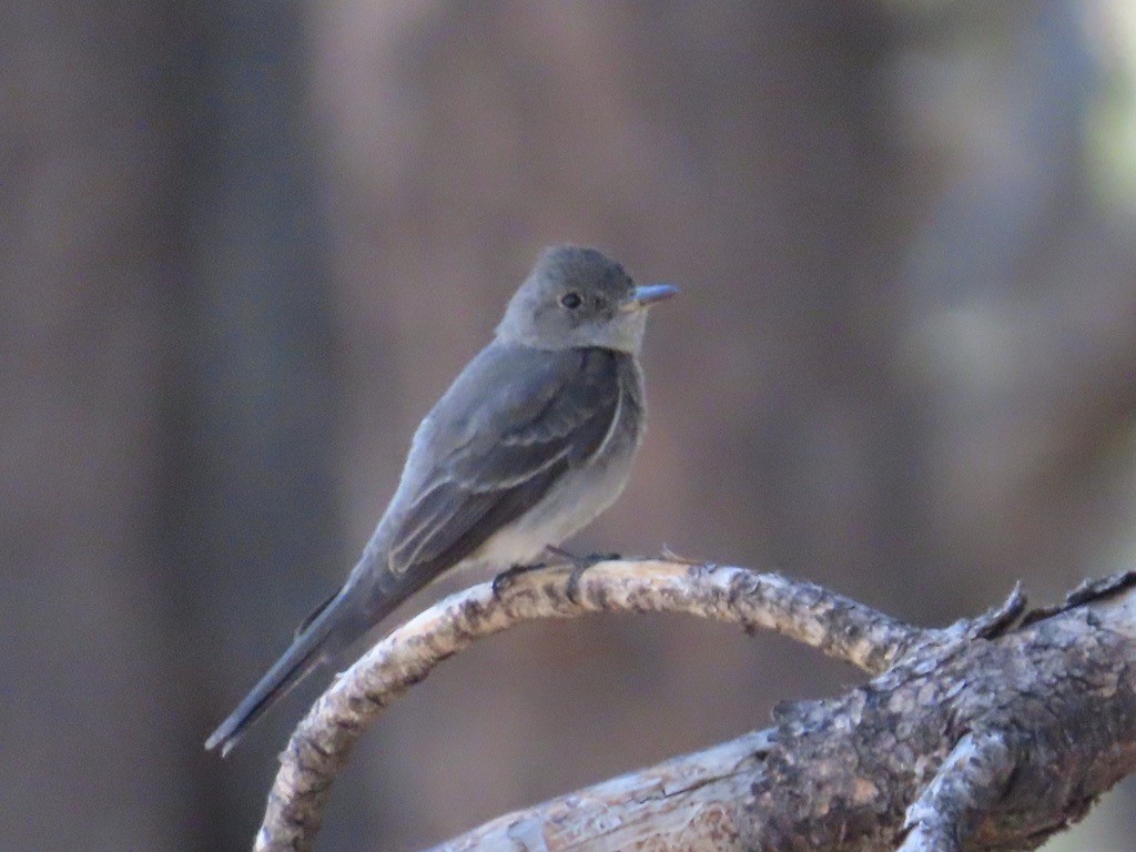 Western Wood-Pewee - ML639988683