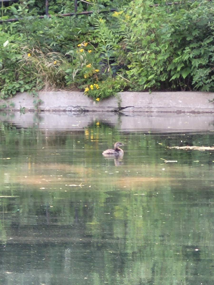 Pied-billed Grebe - ML639988697