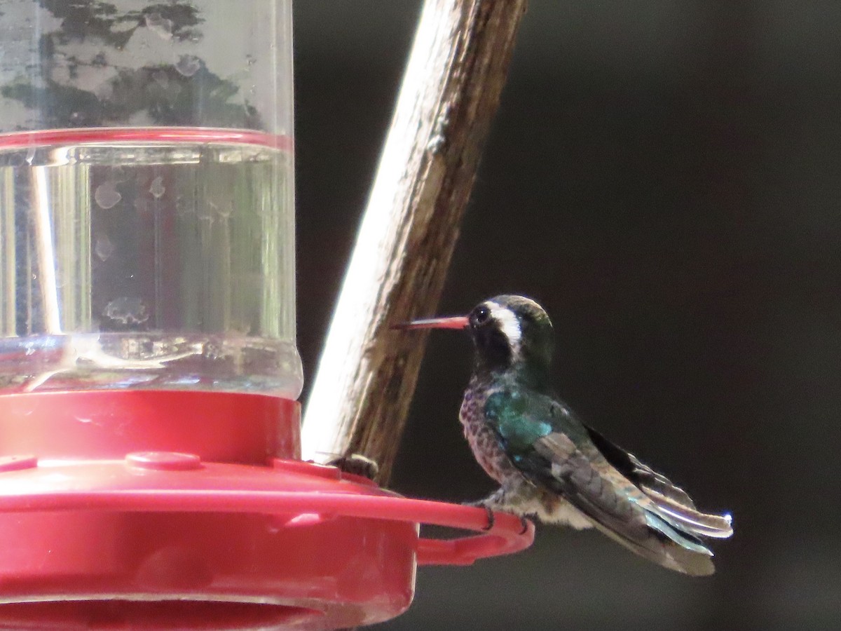 White-eared Hummingbird - ML639988736