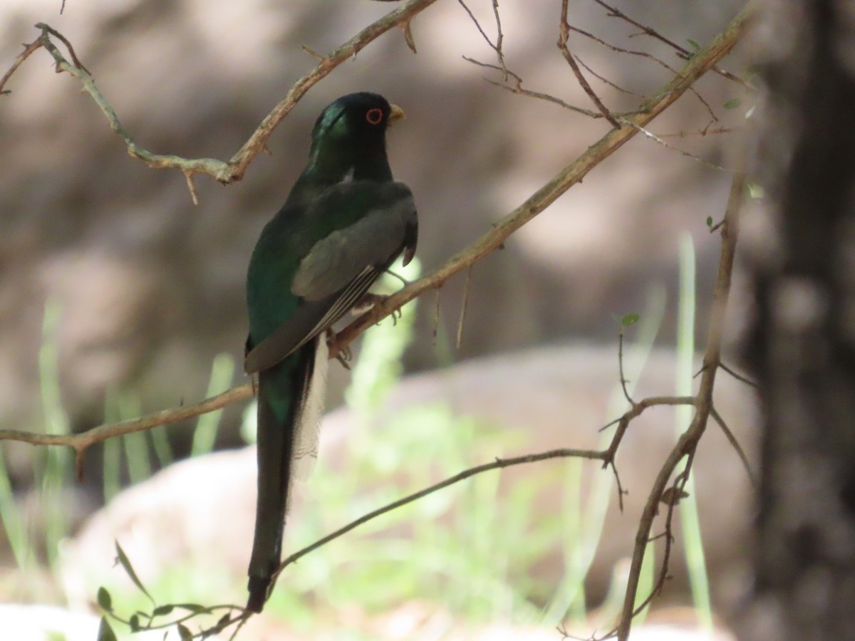 Coppery-tailed Trogon - ML639988801