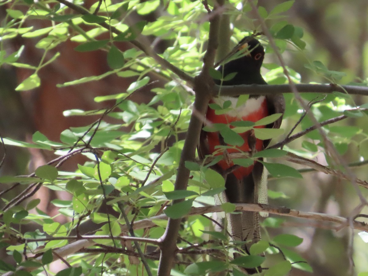 Coppery-tailed Trogon - ML639988802