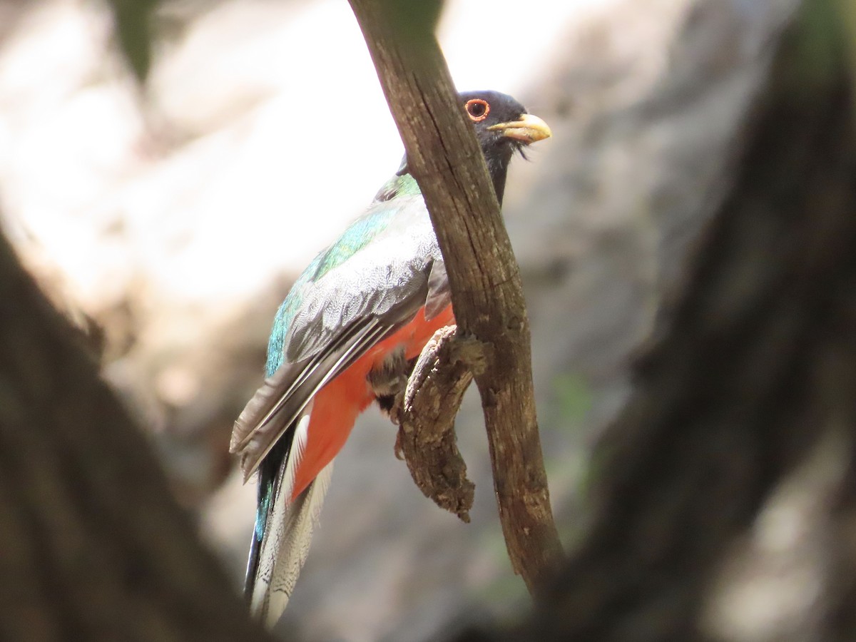 Coppery-tailed Trogon - ML639988803