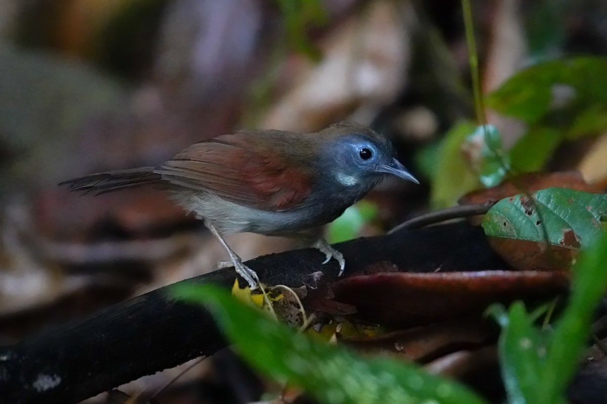 Chestnut-winged Babbler - ML639988821