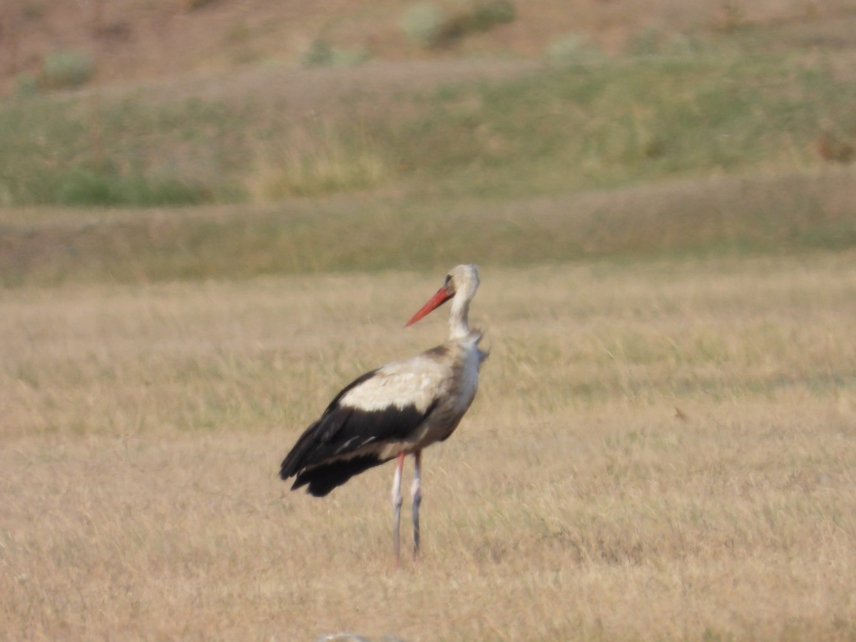 White Stork - ML639988859