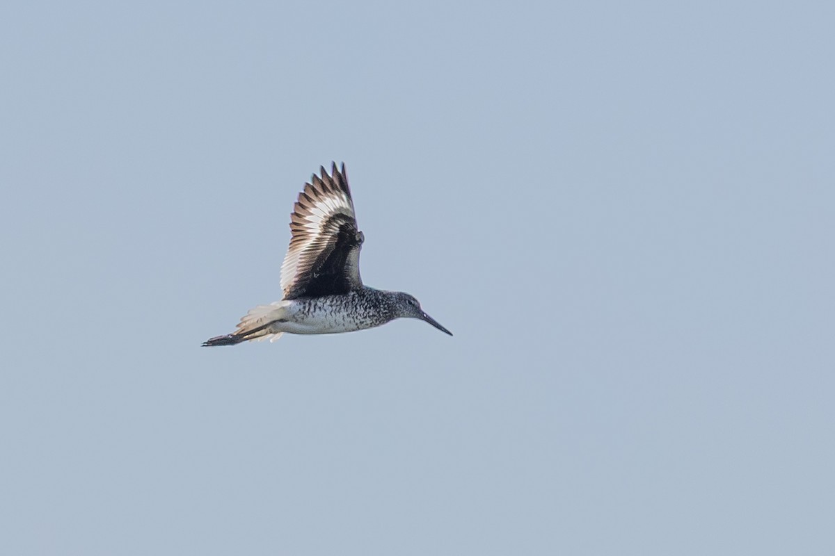 willetsnipe - ML639988865