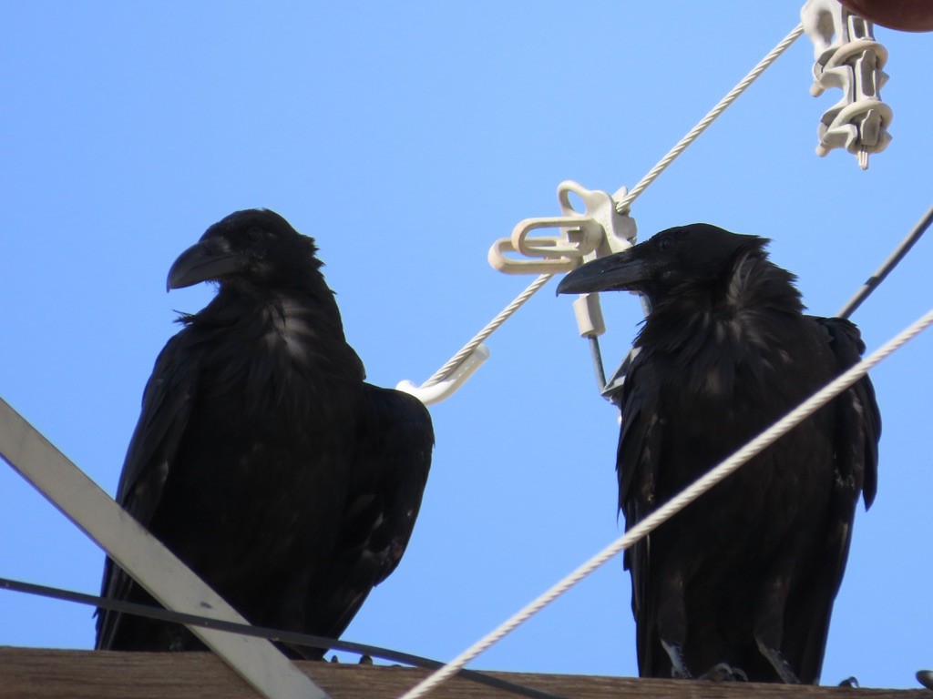 Chihuahuan Raven - ML639988866
