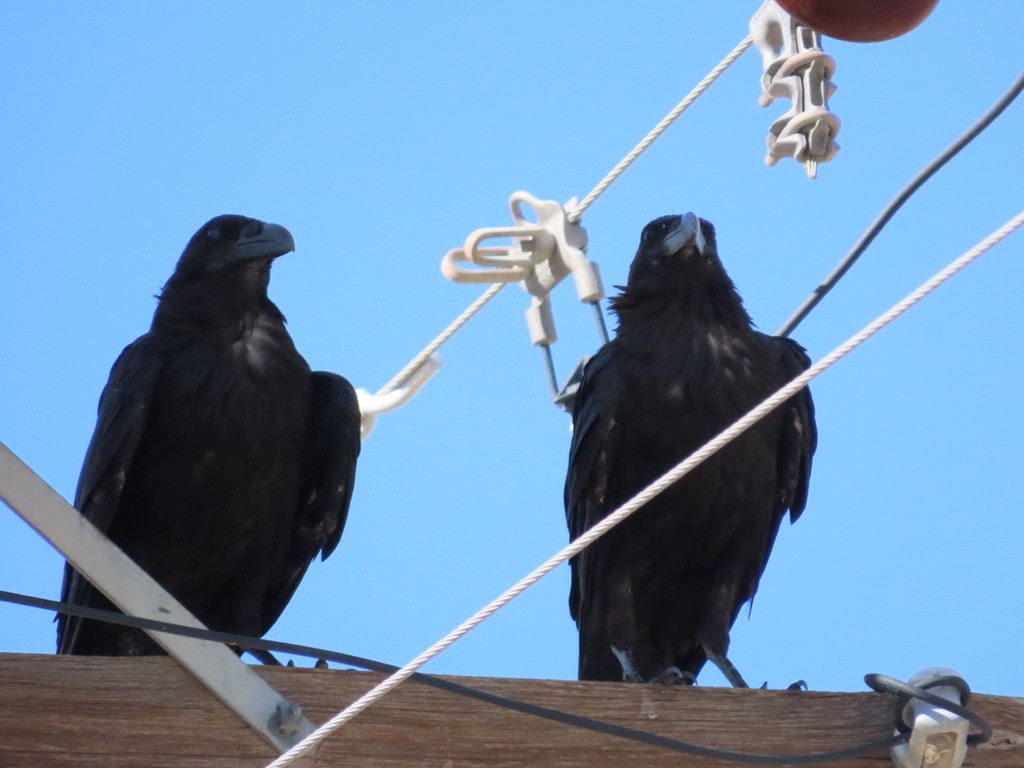 Chihuahuan Raven - ML639988867