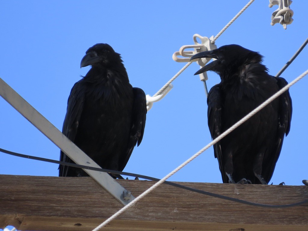Chihuahuan Raven - ML639988868