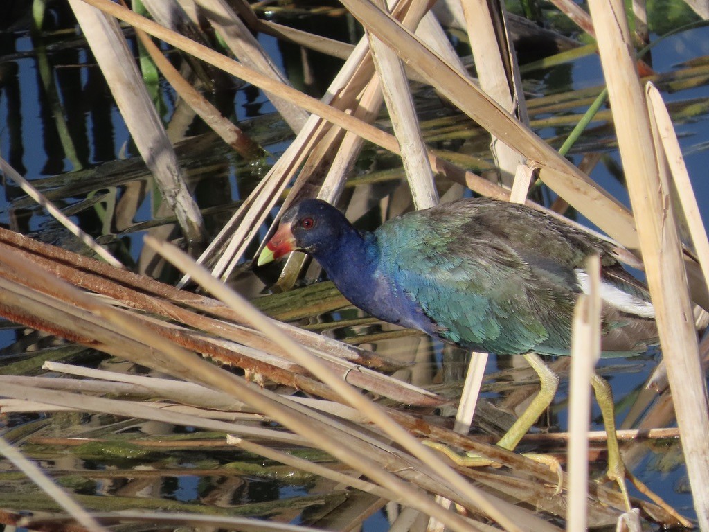 Purple Gallinule - ML639988908