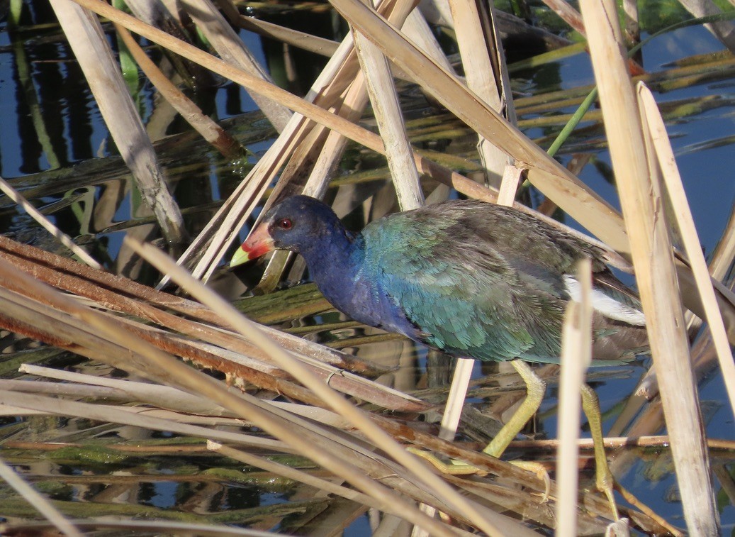 Purple Gallinule - ML639988909