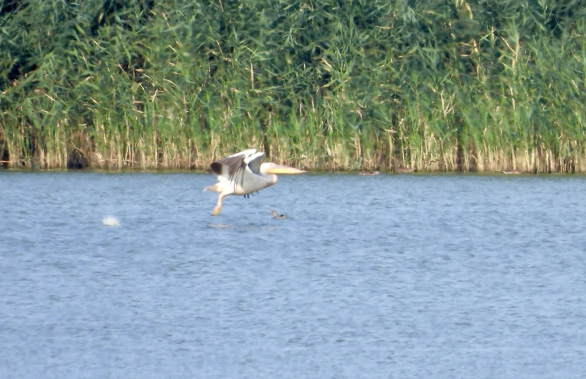 Pelikano arrunta - ML639988958
