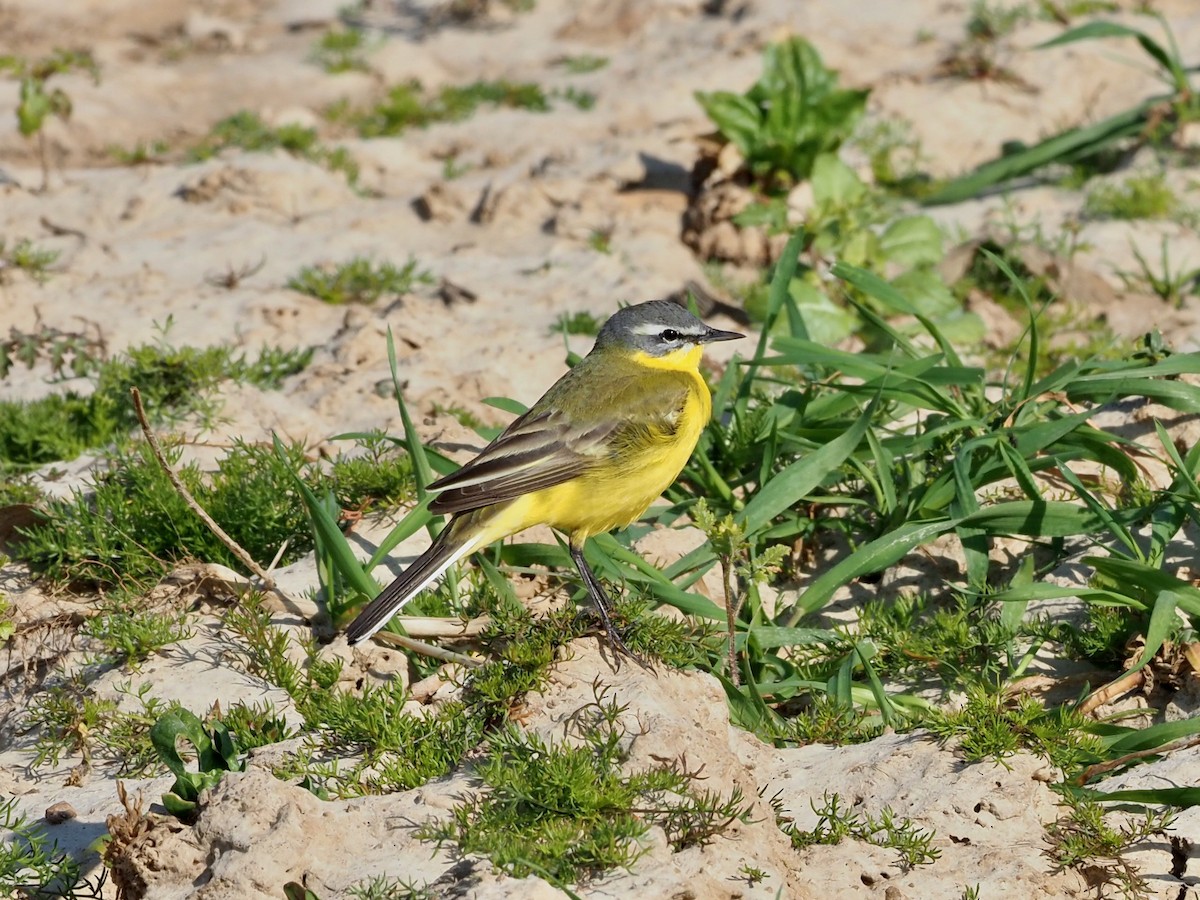 Western Yellow Wagtail - ML639988994
