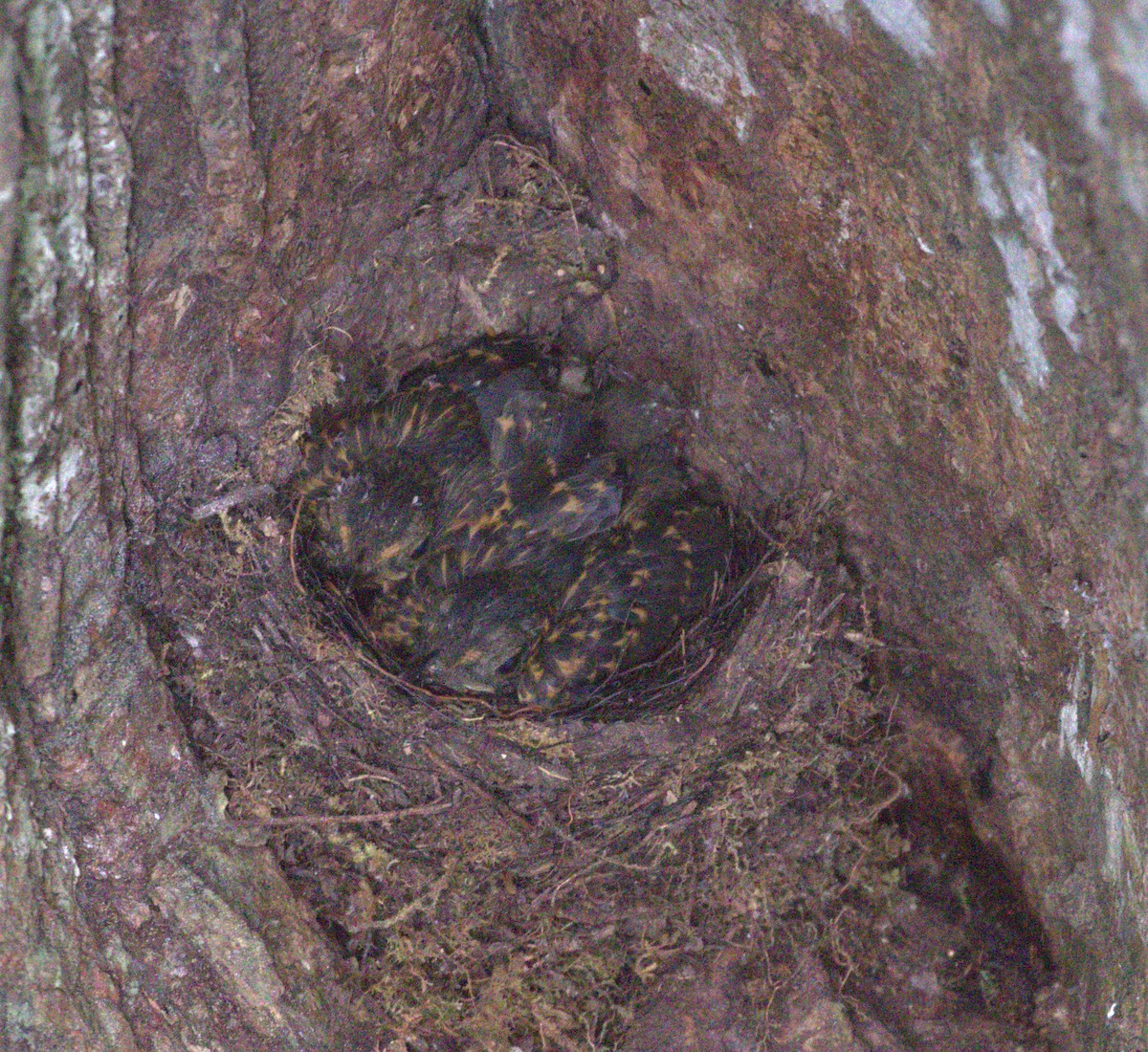 Bright-rumped Attila - ML639989011