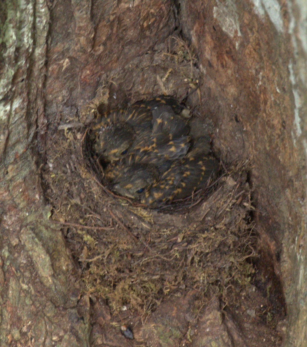 Bright-rumped Attila - ML639989018