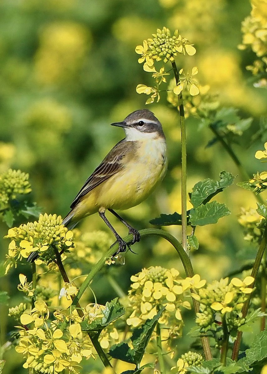 Western Yellow Wagtail - ML639989033