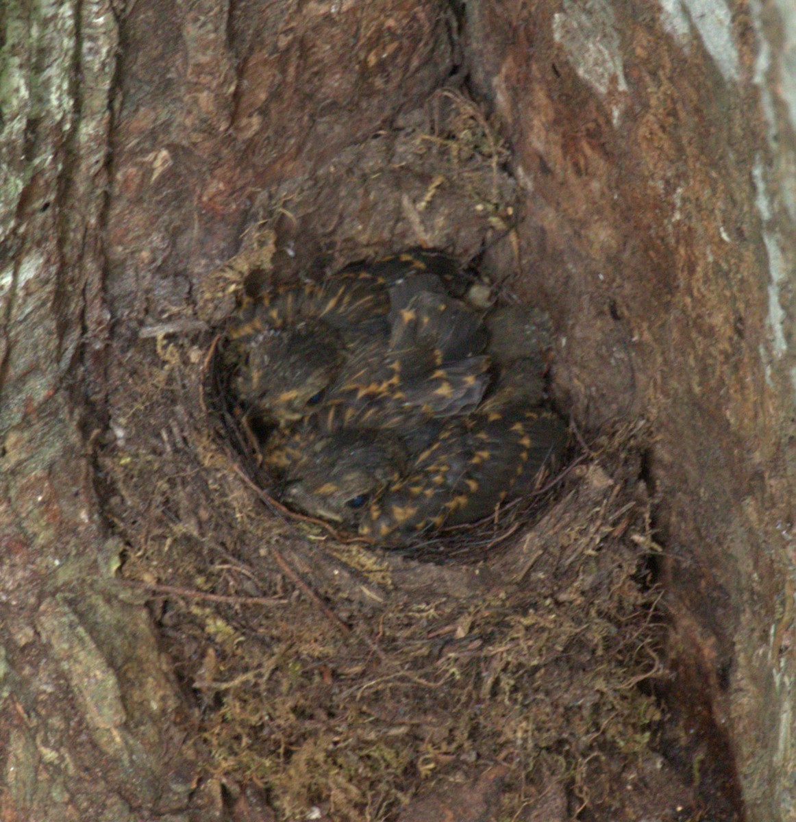 Bright-rumped Attila - ML639989037