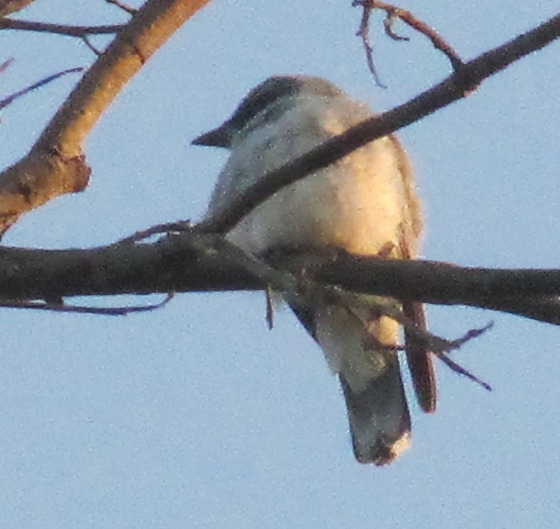 Indian Cuckooshrike - ML639989221