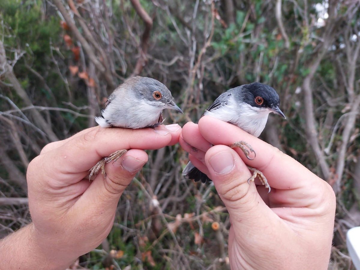 Sardinian Warbler - ML639989227