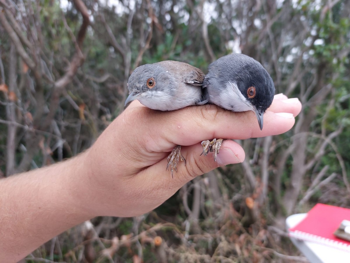 Sardinian Warbler - ML639989228